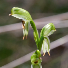 Bunochilus montanus (ACT) = Pterostylis jonesii (NSW) at Paddys River, ACT - 28 Sep 2023