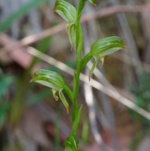 Bunochilus montanus (ACT) = Pterostylis jonesii (NSW) at Paddys River, ACT - 28 Sep 2023