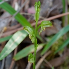 Bunochilus montanus (ACT) = Pterostylis jonesii (NSW) at Paddys River, ACT - 28 Sep 2023