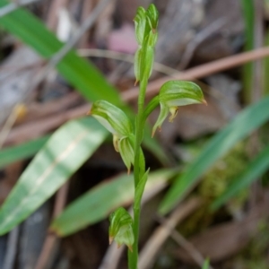 Bunochilus montanus (ACT) = Pterostylis jonesii (NSW) at Paddys River, ACT - 28 Sep 2023