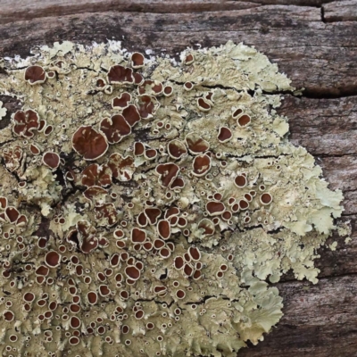 Flavoparmelia sp. (Flavoparmelia Lichen) at Bruce Ridge - 30 Sep 2023 by ConBoekel