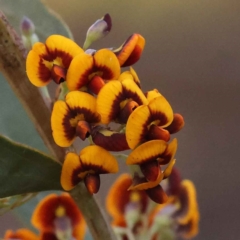 Daviesia mimosoides subsp. mimosoides at Bruce Ridge to Gossan Hill - 30 Sep 2023 by ConBoekel