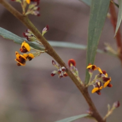 Daviesia mimosoides subsp. mimosoides at Bruce, ACT - 1 Oct 2023