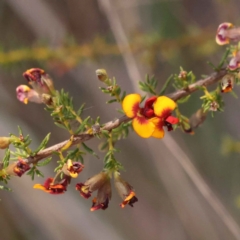 Dillwynia phylicoides (A Parrot-pea) at Bruce Ridge to Gossan Hill - 30 Sep 2023 by ConBoekel