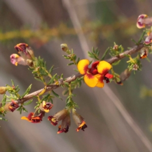 Dillwynia phylicoides at Bruce, ACT - 1 Oct 2023