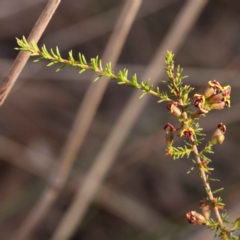 Dillwynia phylicoides at Bruce, ACT - 1 Oct 2023