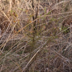 Dillwynia phylicoides at Bruce, ACT - 1 Oct 2023