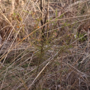 Dillwynia phylicoides at Bruce, ACT - 1 Oct 2023