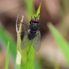 Helina sp. (genus) (Muscid fly) at WREN Reserves - 30 Sep 2023 by KylieWaldon