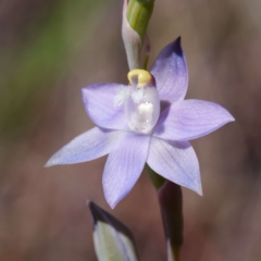 Thelymitra sp. (pauciflora complex) (Sun Orchid) at Black Mountain - 29 Sep 2023 by DPRees125
