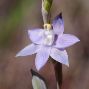 Thelymitra sp. (pauciflora complex) at Canberra Central, ACT - suppressed