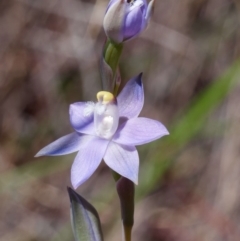 Thelymitra sp. (pauciflora complex) at Canberra Central, ACT - 29 Sep 2023