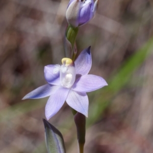 Thelymitra sp. (pauciflora complex) at Canberra Central, ACT - suppressed