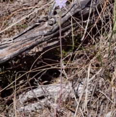 Thelymitra sp. (pauciflora complex) at Canberra Central, ACT - suppressed