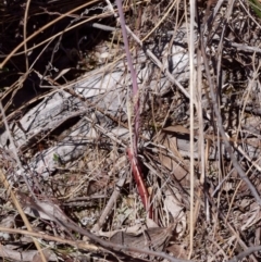 Thelymitra sp. (pauciflora complex) at Canberra Central, ACT - suppressed