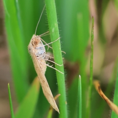 Unidentified Moth (Lepidoptera) at Wodonga - 30 Sep 2023 by KylieWaldon