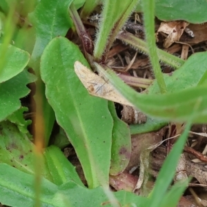 Scopula rubraria at Wodonga, VIC - 1 Oct 2023 09:09 AM