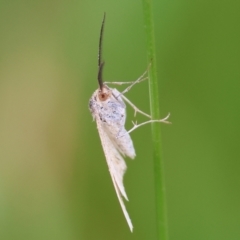 Unidentified Moth (Lepidoptera) at WREN Reserves - 30 Sep 2023 by KylieWaldon