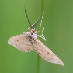 Scopula rubraria at Wodonga, VIC - 1 Oct 2023 09:29 AM