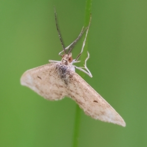 Scopula rubraria at Wodonga, VIC - 1 Oct 2023 09:29 AM