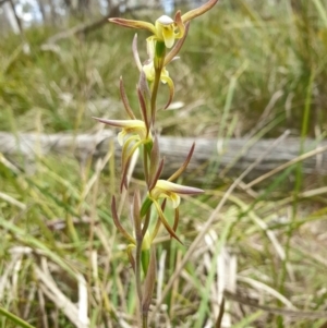 Lyperanthus suaveolens at Canberra Central, ACT - suppressed