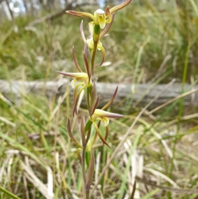 Lyperanthus suaveolens (Brown Beaks) at Black Mountain - 26 Sep 2023 by LeighH