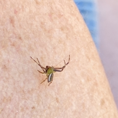 Australomisidia pilula (Lozenge-shaped Flower Spider) at Aranda, ACT - 1 Oct 2023 by Jubeyjubes