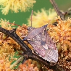 Oechalia schellenbergii (Spined Predatory Shield Bug) at WREN Reserves - 30 Sep 2023 by KylieWaldon