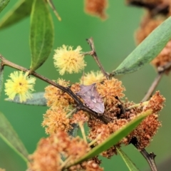 Oechalia schellenbergii at Wodonga - 1 Oct 2023