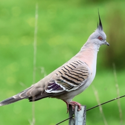 Ocyphaps lophotes (Crested Pigeon) at Wodonga - 30 Sep 2023 by KylieWaldon