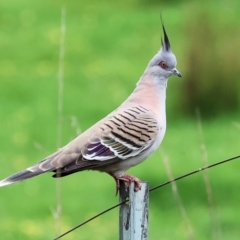 Ocyphaps lophotes at Wodonga, VIC - 1 Oct 2023 09:21 AM
