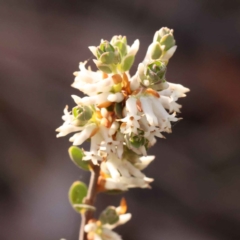 Brachyloma daphnoides (Daphne Heath) at Bruce, ACT - 30 Sep 2023 by ConBoekel