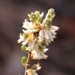 Brachyloma daphnoides at Bruce, ACT - 1 Oct 2023