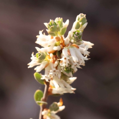 Brachyloma daphnoides (Daphne Heath) at Bruce, ACT - 1 Oct 2023 by ConBoekel