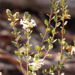 Brachyloma daphnoides at Bruce, ACT - 1 Oct 2023