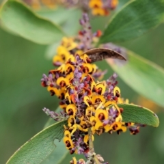 Daviesia latifolia at Wodonga, VIC - 1 Oct 2023