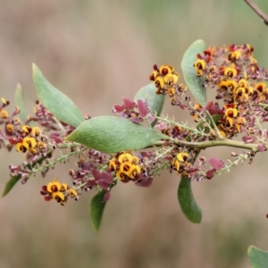 Daviesia latifolia at Wodonga, VIC - 1 Oct 2023