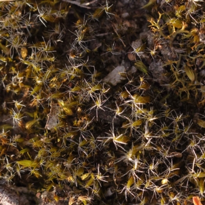 Campylopus introflexus at Bruce Ridge to Gossan Hill - 30 Sep 2023 by ConBoekel