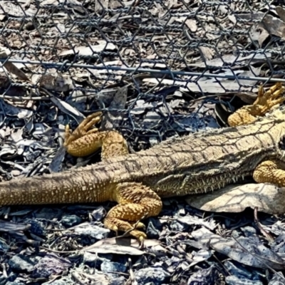 Pogona barbata (Eastern Bearded Dragon) at Bonner, ACT - 1 Oct 2023 by jojobrown