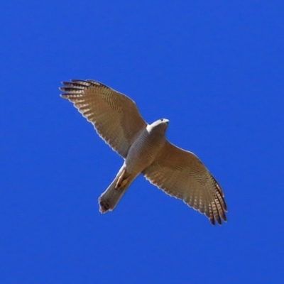 Tachyspiza fasciata (Brown Goshawk) at Belconnen, ACT - 1 Oct 2023 by NathanaelC