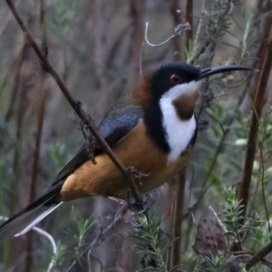 Acanthorhynchus tenuirostris at Majura, ACT - 28 Sep 2023