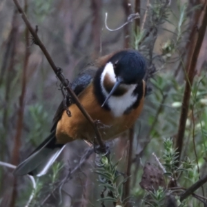 Acanthorhynchus tenuirostris at Majura, ACT - 28 Sep 2023