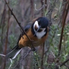 Acanthorhynchus tenuirostris at Majura, ACT - 28 Sep 2023