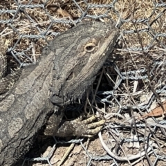 Pogona barbata (Eastern Bearded Dragon) at Mulanggari Grasslands - 23 Sep 2023 by jojobrown