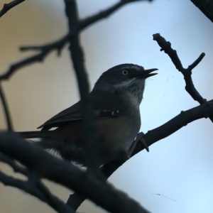 Sericornis frontalis at Majura, ACT - 28 Sep 2023 05:03 PM