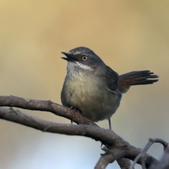 Sericornis frontalis at Majura, ACT - 28 Sep 2023 05:03 PM