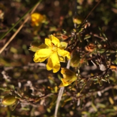 Hibbertia calycina (Lesser Guinea-flower) at Bruce, ACT - 30 Sep 2023 by ConBoekel