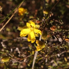Hibbertia calycina (Lesser Guinea-flower) at Bruce Ridge to Gossan Hill - 30 Sep 2023 by ConBoekel