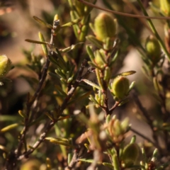 Hibbertia calycina at Bruce, ACT - 1 Oct 2023 09:12 AM