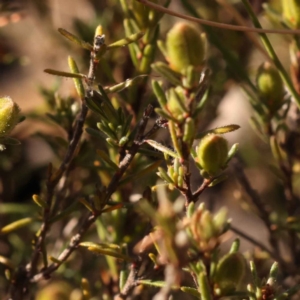 Hibbertia calycina at Bruce, ACT - 1 Oct 2023